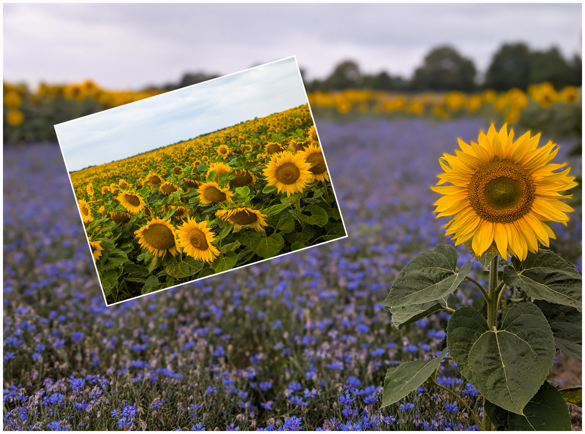 Sommerfotoshooting-Sonnenblumen oben